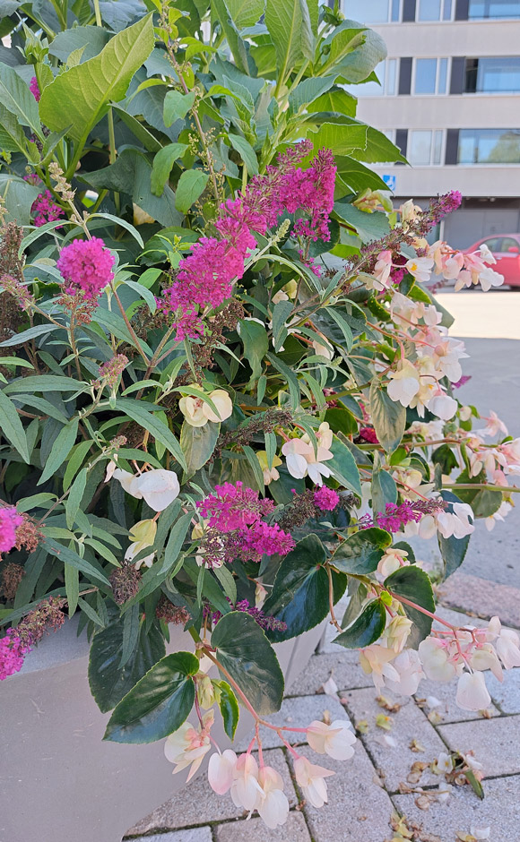 Syrikkä ja begonia/Buddleja och begonia.