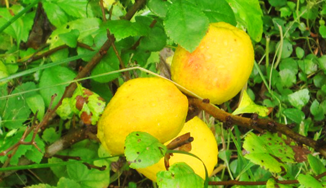 Chaenomeles japonica. Ruusukvitteni / Rosenkvitten 