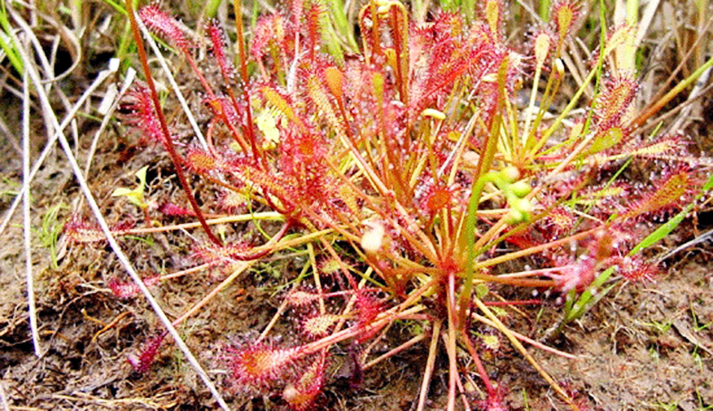 Drosera intermedia eli pikkukihokki elää Träskmossenin märimmillä alueilla. Kasvusto on siirretty Stormossenilta, joka ojitettiin 1950-luvulla. Drosera intermedia eller Mindre daggört lever i de våtaste områdena av Träskmossen. Växtbeståndet är flyttat från Stormossen som dikades på 1950-talet.