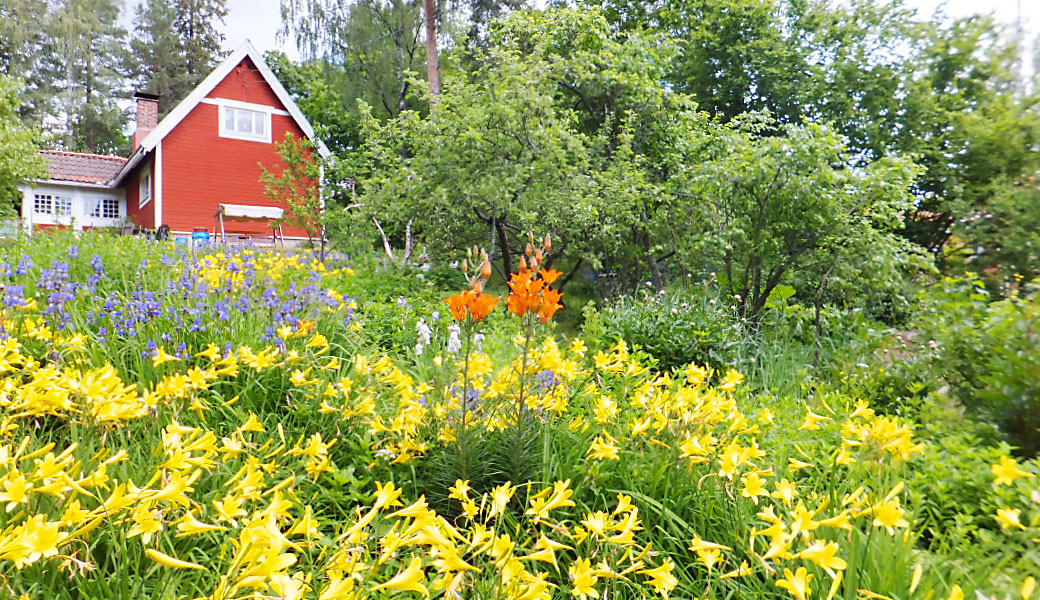 Kukkapenkit ennen juhannusta. / Rabatterna innan midsommar.