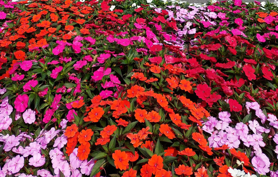 Impatiens Sunpatiens.