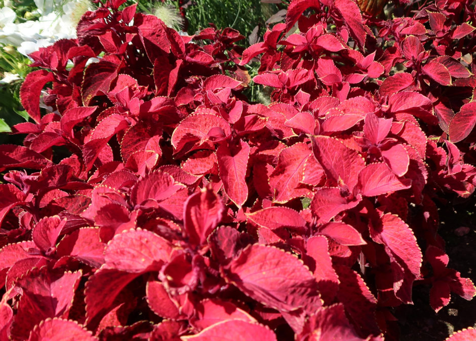 Isokirjopeippi Coleus.